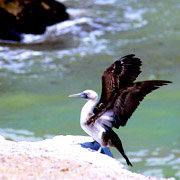 Paracas National Reserve