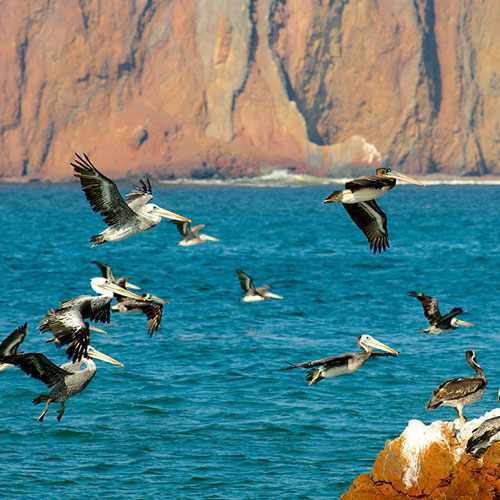 Ballestas Islands and Paracas Reserve (Full Day)