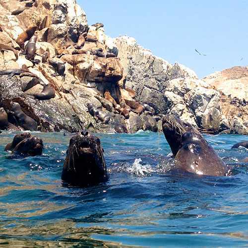 Swimming with Sea Lions in Palomino's Island