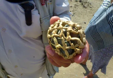 Tour of Caral Ruins near Lima, Peru