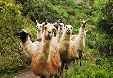 Llamas on the Inca Trail to Machu Picchu