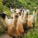 Mini. Llamas on the Inca Trail to Machu Picchu