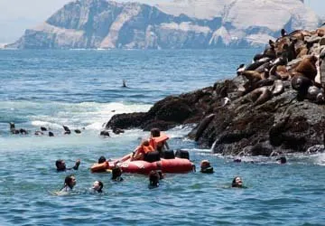 Swimming with Sea Lions at Palomino Island by Lima, Peru