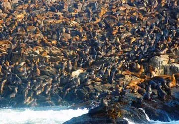 Swimming with Sea Lions at Palomino Island by Lima, Peru