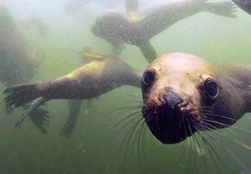 Swimming with Sea Lions at Palomino Island by Lima, Peru