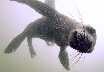 Swimming with Sea Lions at Palomino Island by Lima, Peru