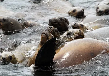 Swimming with Sea Lions at Palomino Island by Lima, Peru