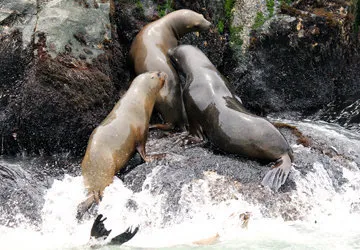 Swimming with Sea Lions at Palomino Island by Lima, Peru