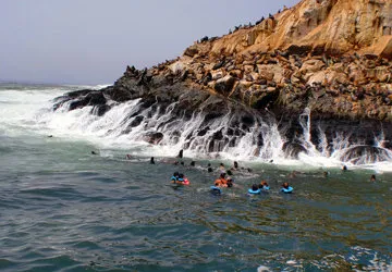 Swimming with Sea Lions at Palomino Island by Lima, Peru