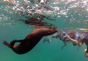 Swimming with Sea Lions at Palomino Island by Lima, Peru