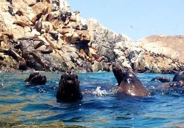Swimming with Sea Lions at Palomino Island by Lima, Peru