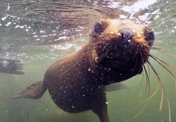 Swimming with Sea Lions at Palomino Island by Lima, Peru