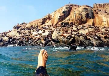 Swimming with Sea Lions at Palomino Island by Lima, Peru