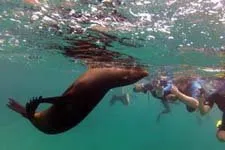 Cover. Swim with Sea Lions, Palomino Island, Lima, Peru