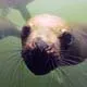 Mini. Swim with Sea Lions, Palomino Island, Lima, Peru