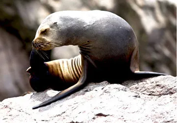 Ballestas Island seal in Peru's Paracas Reserve