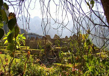 View of the ruins of Machu Picchu Citadel through the vines.