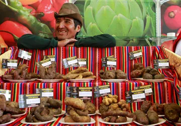 Some of Peru's thousands of potato varieties