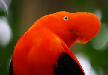 Andean Cock-of-the-Rocks in the Peruvian cloud-forest