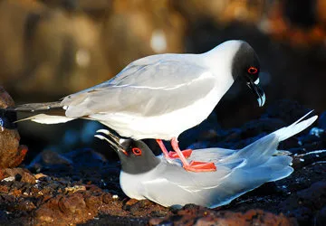 Swallow-tailed Gulls on Peru's Ballestas Islands