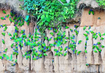 Blue-Headed Macaws at an Amazon Clay Lick (Endangered)