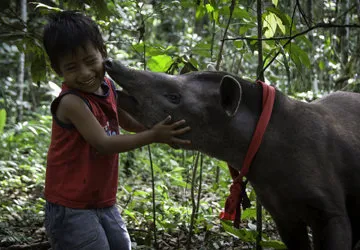 Andean Mountain Tapir in the Peruvian Amazon (Vulnerable)