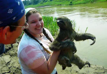 Hoffmanns Two-Toed Sloth (Status Unclear)