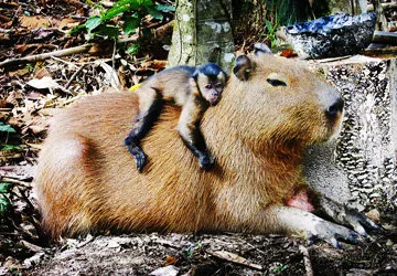 The Capybara (rare but not threatened)