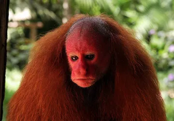 The strange-looking Red Uacari Monkey (Vulnerable) 