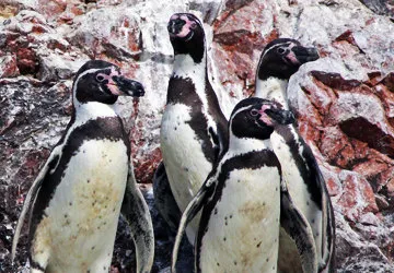 Humboldt Penguins on the Ballestas Islands (Endangered)