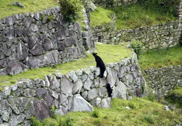 Spectacled Bears visit the Machu Picchu ruins (Vulnerable)