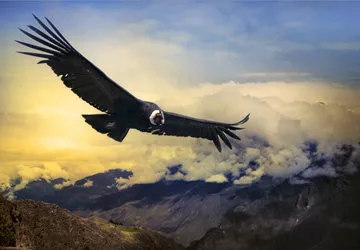A majestic Andean Condor soars. (Endangered)