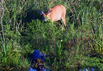 Black Caiman & Marsh Deer face off (Latter is Vulnerable)