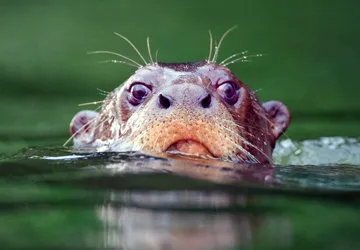 Giant River Otters of the Peruvian Amazon (Endangered)