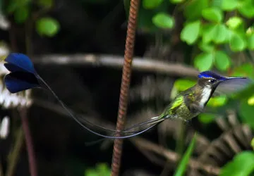 The diminutive Marvelous Spatuletail (Threatened)