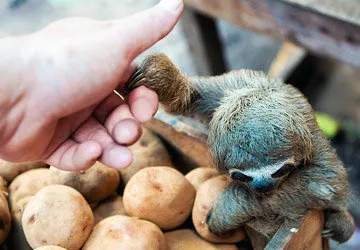 Baby sloth for sale at BelÃƒÂ©n Market in Puerto Maldonado