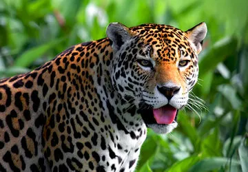 The elusive jaguar of the Amazon (Near Threatened)