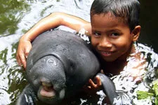 Cover. Iquitos boy with Amazon River Manatee (Endangered)