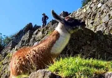 Hiking the Inca Trail to Machu Picchu in Peru