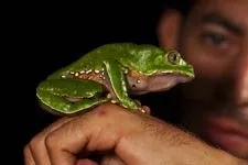 Giant Leaf Frog found in the Amazon jungle of Peru in Nation