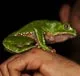 Giant Leaf Frog newly documented in Amazon jungle in Peru.