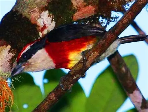 Sira Barbet, a newly discovered bird in the Andes mountains 