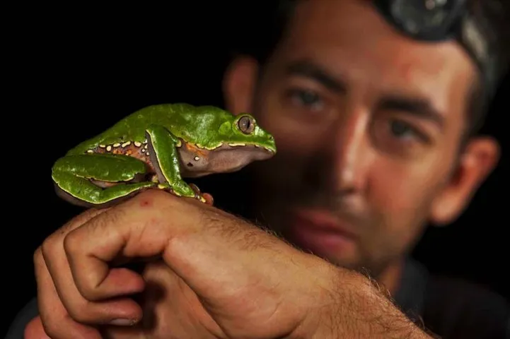 Giant Leaf Frog newly registered in Amazon jungle park in Pe