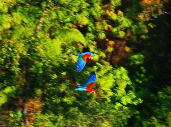 There are seven Macaw species in Amazon jungle park in Peru