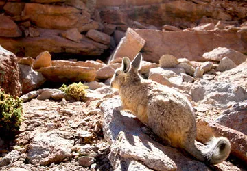Uyuni Salar Tour in Bolivia