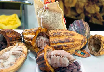 Raw and roasted cacao from the Peruvian Amazaon