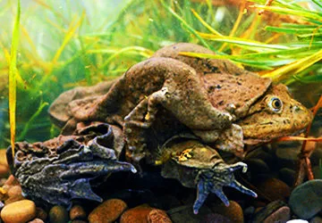 The endangered giant frog, found only in Lake Titicaca.