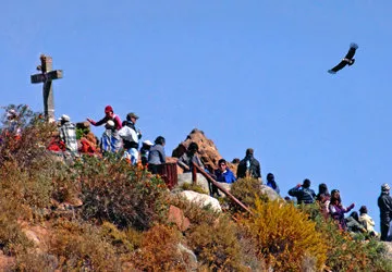 Endangered Andean Condor, Colca Canyon, Arequipa