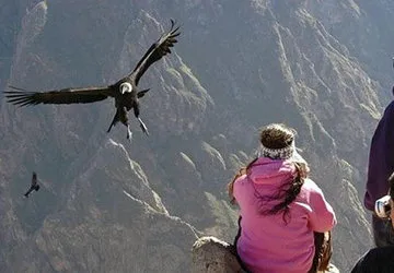 Endangered Andean Condor, Colca Canyon, Arequipa