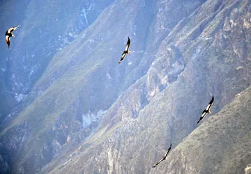 Circling condors in Colca Canyon, Arequipa, Peru